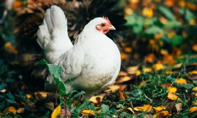 属鸡的双重性格的特点