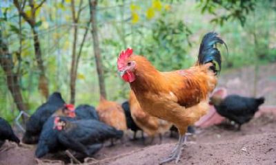 属鸡男属马女婚姻状况如何?属马女喜欢什么气质的男人?