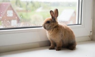 女鸡男兔合不合适?属兔男希望对象是什么样的?