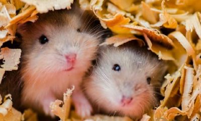 十二生肖鼠属相的全方位剖析