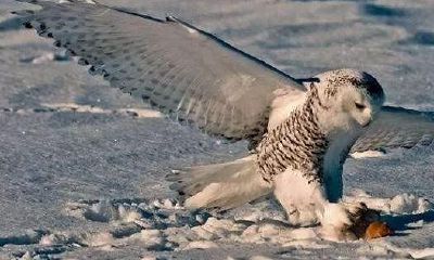 八字论偏印与枭神夺食