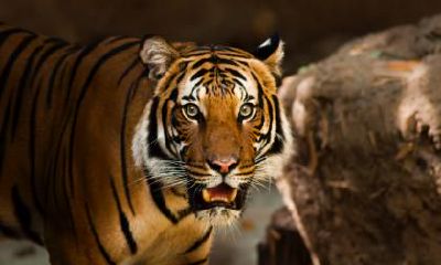 2022年正月宝宝陈姓取名,虎宝宝起名大全100分