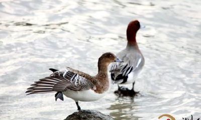 梦到到一只大雁和幼鸽