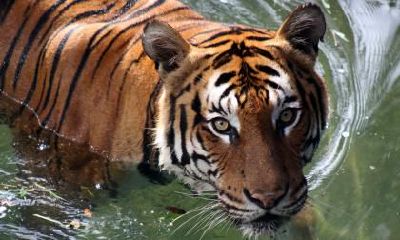 虎宝宝的名字带什么好?虎宝宝取名宜用字