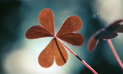 生肖属羊人何时能喜结良缘?