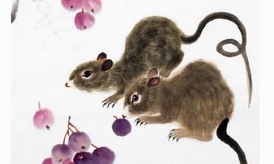 属鼠的人改变人生的十大方式!蛮准哦!