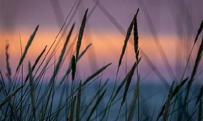 2022年植物小名大全男孩简单大方的乳名