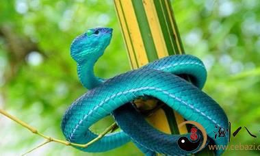 梦见别人把蛇头砍了