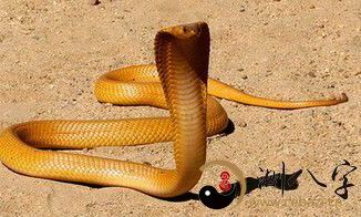 梦见好多条蛇缠自己的身上