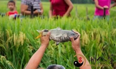 梦见稻田里有很多鱼