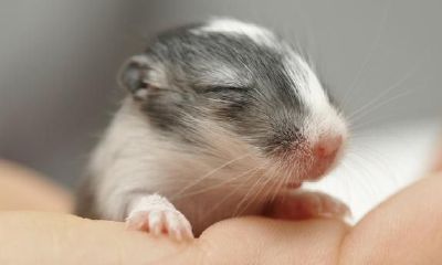 属鼠人一生运势大小结,有木有戳中你的心里