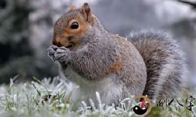 梦见松鼠走入家里