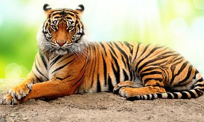 属相之虎,与生俱来的管理者与管理人员