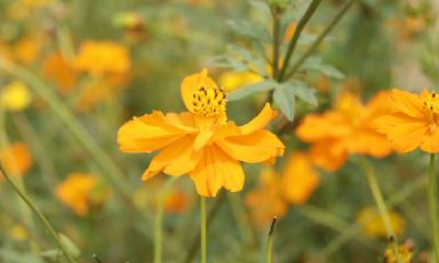 白羊座的人,非常容易栽在什么样的人手上?