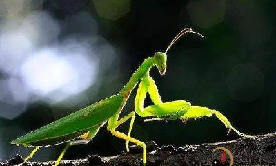 梦见螳螂爬的身上