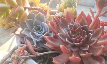 春分英文如何翻译 春分有什么特征和寓意