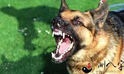 梦见狗对着自己叫