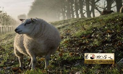 67年属羊55岁命中注定运势怎样