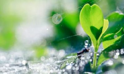 雨水有什么风俗习俗?2022年雨水节气会下雨吗?