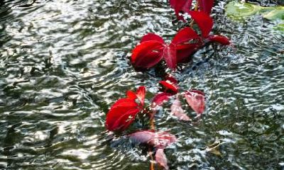 鼠年龙抬头二月初二出生的五行缺木男孩取名