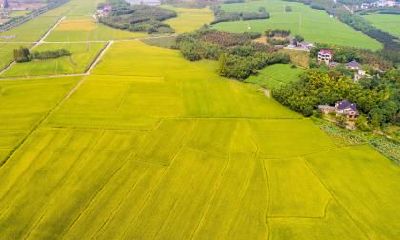 2020年二月二龙抬头出生女宝宝五行缺木起名