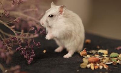 属鼠的人和属龙的人2023年兔年结婚好吗?