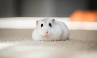 2023年属鼠人结婚大利月是几月?忌讳跟什么属相结婚?