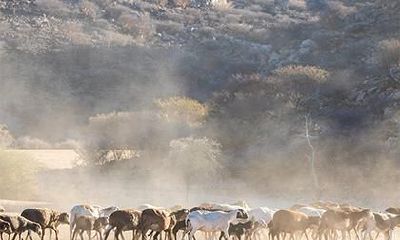 女鼠男羊的属相婚配好吗?属羊的最让人骄傲的优点是什么?