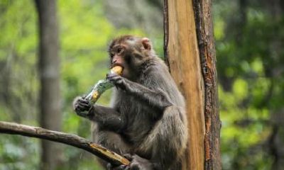 属猴的属相婚配表大全