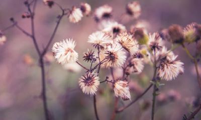 正月初二出生的宝宝