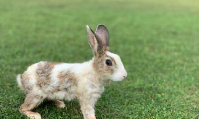 端午节出生的生肖兔好不好?生肖兔几点出生的好?