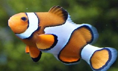 属兔正月初一生的男孩运气怎么样