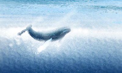 只要一个眼神_这些生肖就知道你要做什么