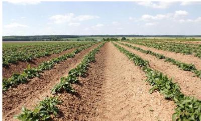 戊土和己土的原始类像,土五行的喜忌很重要