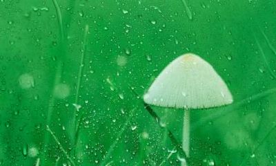 白露节气喝什么比较好?白露特色的饮品有哪些?