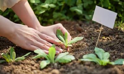 小雪的农事应该如何安排?不同地方农事有什么差别?