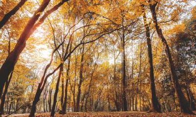 2018年立秋可不可以订婚?订婚吉日选择有什么说法?