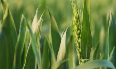 什么是小满三候,小满三候代表什么?