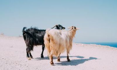 2021辛丑牛年农历八月十一日适不适合出殡?