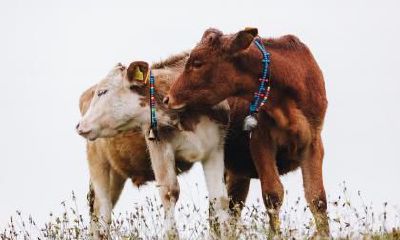 2021辛丑牛年农历八月二十日是出殡黄道吉日吗?