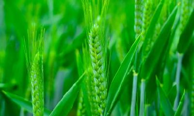 2019年5月21日小满日子可以出殡安葬吗,小满出殡吉利吗?