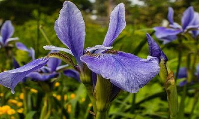 为什么卧室里不能长寿花?