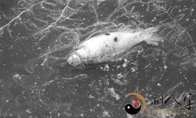梦见死鱼在水里浮着