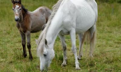 属马人2023年结婚大利月是几月?属马人2023年结婚注意什么?