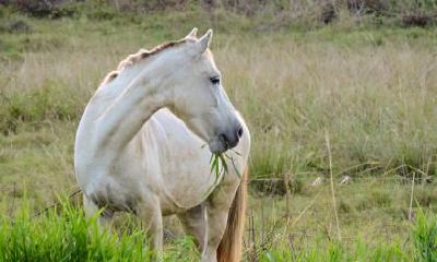 1978年的属马人在2022年的运势怎么样?