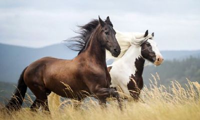 90属马的三大劫数