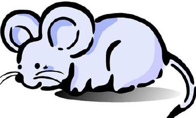 寅时出生的生肖鼠是什么命?