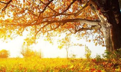 属鼠1984年出生文昌贵人是什么生肖?如何查文昌贵人?