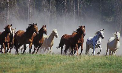 2022壬寅虎年属马人结婚吉日一览表