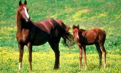 1990年属马人2022年全年运势,属马的几点出生有福气?